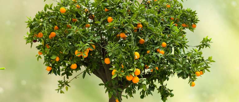 Апельсиновое дерево на подоконнике – секреты выращивания и плодоношения