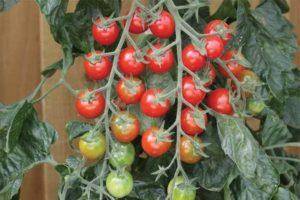 Томат солероссо (f1): характеристика и описание сорта помидоров, отзывы огородников и фото полученного урожая