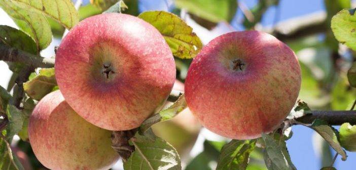 Яблоня конфетное: описание сорта, характеристики и фото