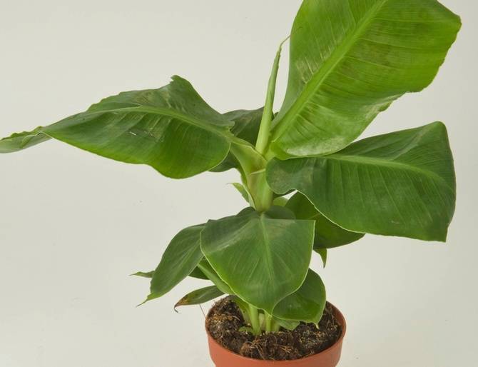 Цветок банана комнатного: фото растения и процесс выращивания