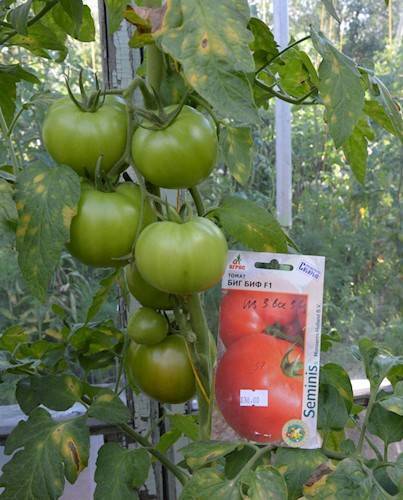 Что такое биф-томаты, описание и характеристики сортов, правила выращивания