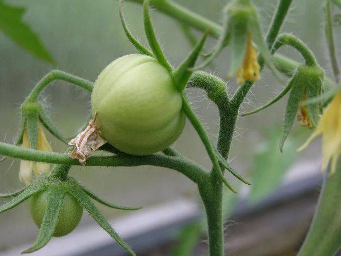 Какую температуру выдерживает рассада томатов: допустимая граница