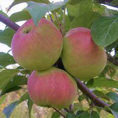 Сорт яблони «подарок садоводам»: характеристика, агротехника выращивания