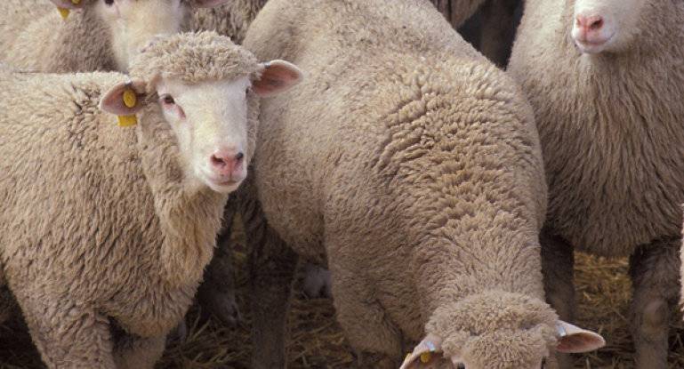 Мясные породы овец: разведение мясного направления