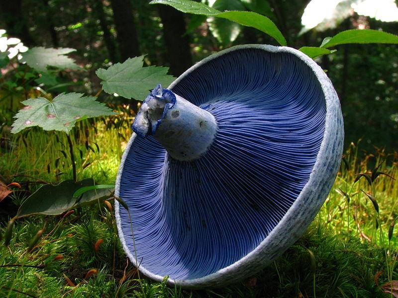 Самые красивые грибы мира: названия, фото