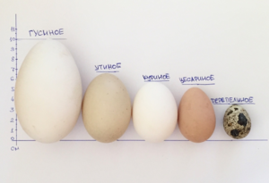 Все о курином яйце: сколько весит, какое количество несет курица в день, схема
