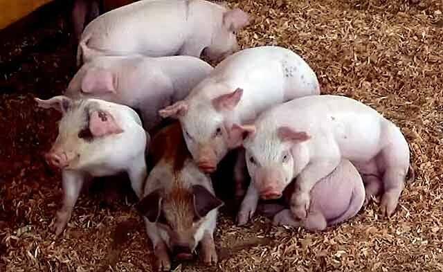 Содержание и разведение свиней в домашних условиях