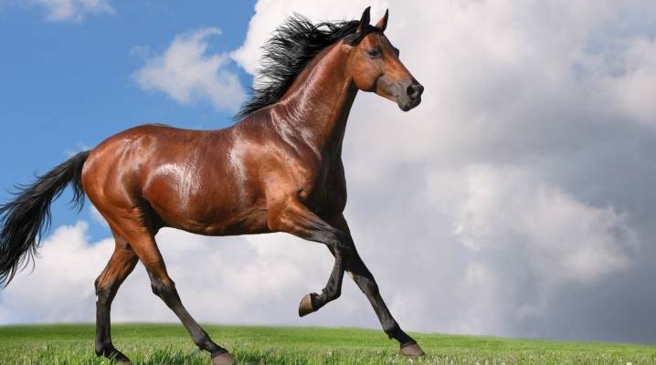 Игреневая масть лошади — описание и фото масти | мои лошадки