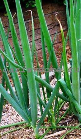 Лук-батун - выращивание из семян в однолетней и многолетней культуре