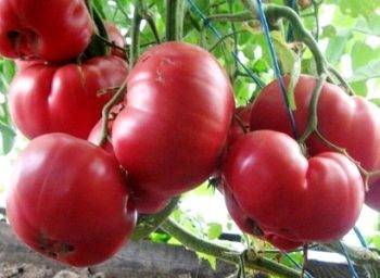 Описание и характеристика томата уральский гигант, культивирование и выращивание сорта