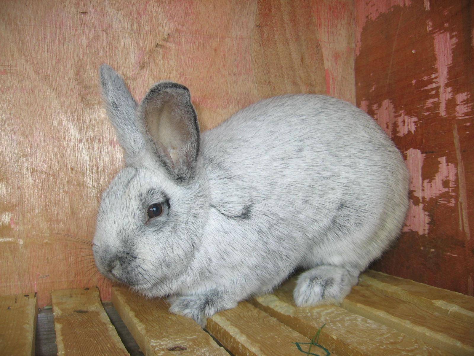 Кролики полтавское серебро: описание, характеристики