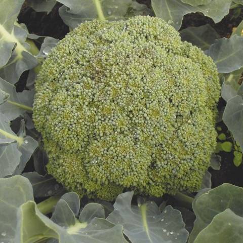 Правила выращивания брокколи в Подмосковье