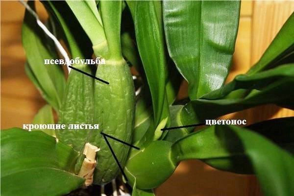 Разнообразие орхидей фаленопсис: история названия вида и описания сортов с фото