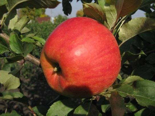 Сортовые особенности яблони Услада