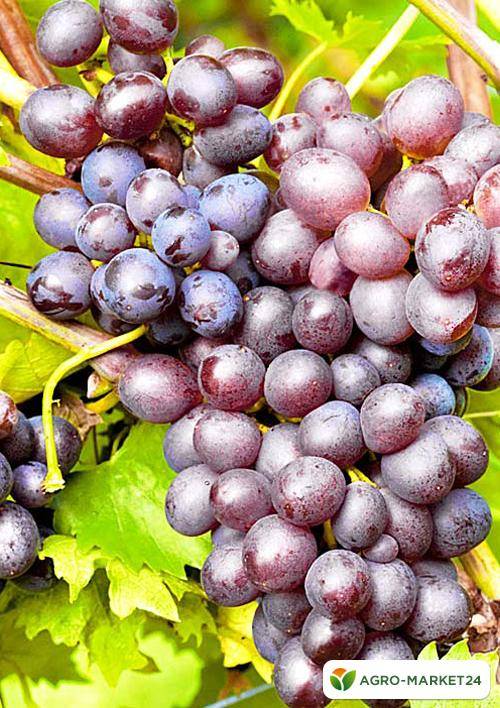Виноград рошфор: описание сорта, видео, топ секреты выращивания