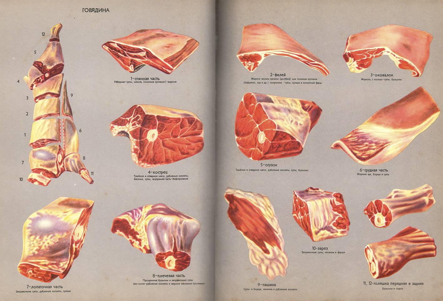 Названия разделки свинины. Части свинины кострец. Части туши свиньи кострец. Говядина части туши оковалок. Мясо говядина части в разрубе.