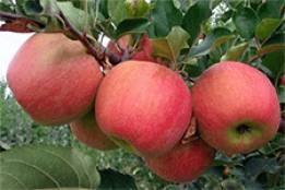 Выращивание яблони Флорина
