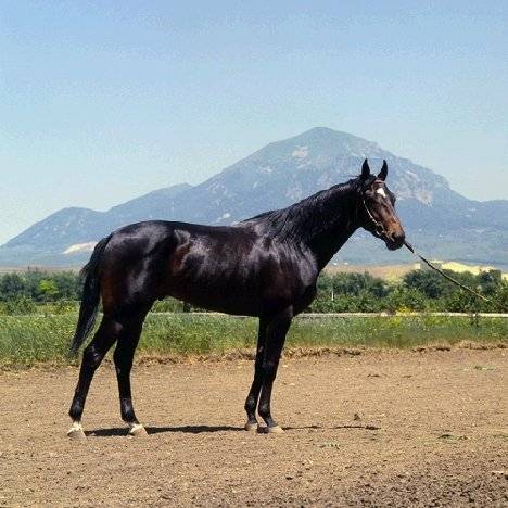 Кабардинская порода лошадей: описание и характеристики, правила содержания