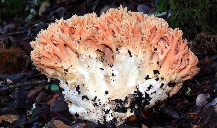 Коралловый гриб: фото и описание, калорийность