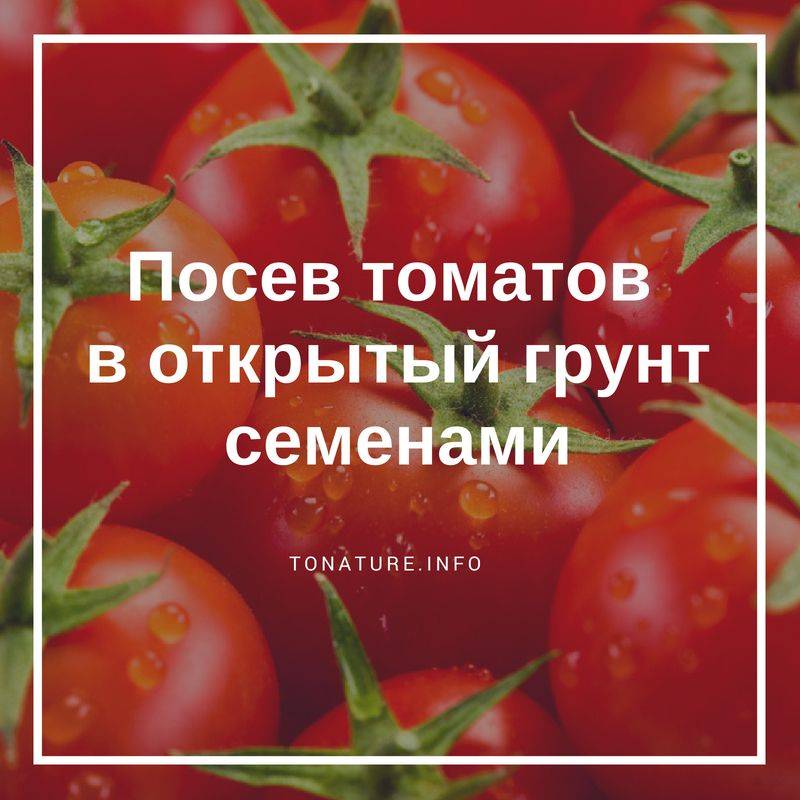 Как вырастить помидоры из семян: как правильно сеять и организовать высадку своих томатов и уход за ними? русский фермер