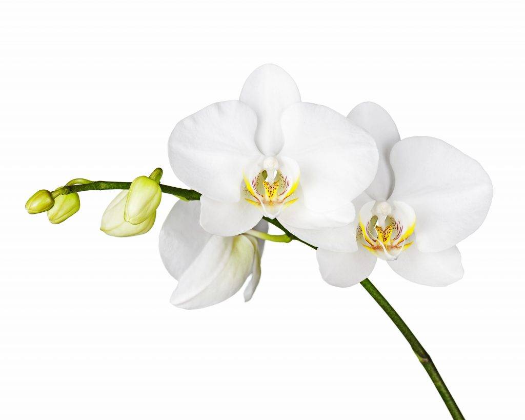 Белая орхидея: значение и к чему снится, что символизирует, какие существуют суеверия и приметы