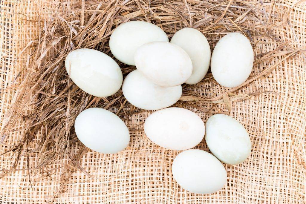 Сколько дней индоутка сидит на яйцах: как подкладывать и сколько