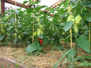 Болгарский перец: выращивание в теплице из поликарбоната. как грамотно провести посадку и уход для повышения урожайности? русский фермер