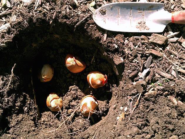 Посадка луковиц тюльпанов под зиму – как и когда это сделать правильно?