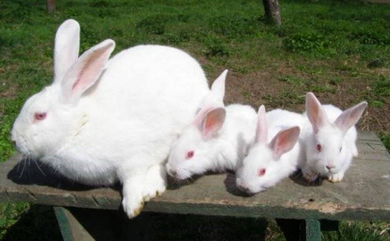 Бройлерные кролики породы белый паннон – быстрый рост и высокая плодовитость