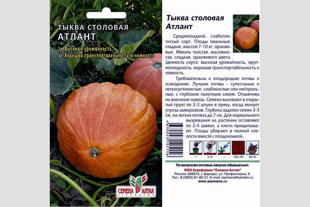 7 сортов самых крупных тыкв и рекомендации по их выращиванию. описание, особенности, фото — ботаничка.ru