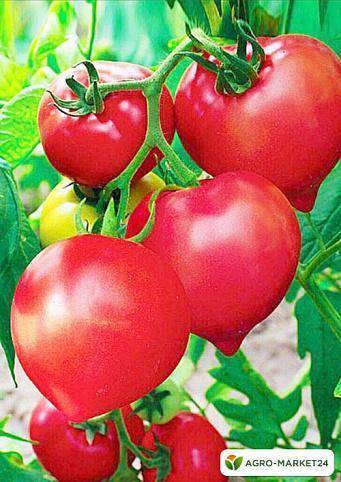 Томат большая мамочка: характеристика, урожайность,фото и отзывы тех, кто пробовал выращивать эти помидоры, описание сорта
