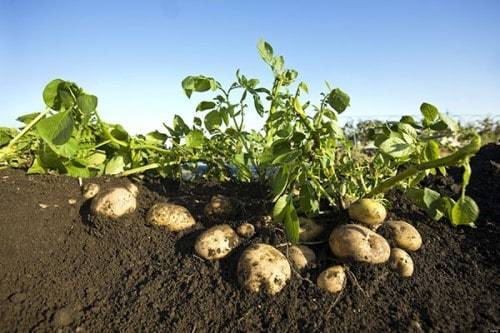 Удобрение для картофеля – какое лучше применять перед посадкой весной