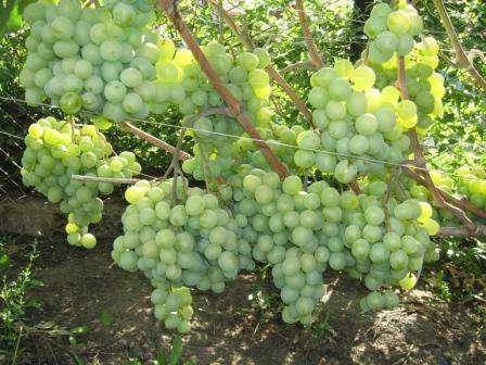 Украинский виноград валек