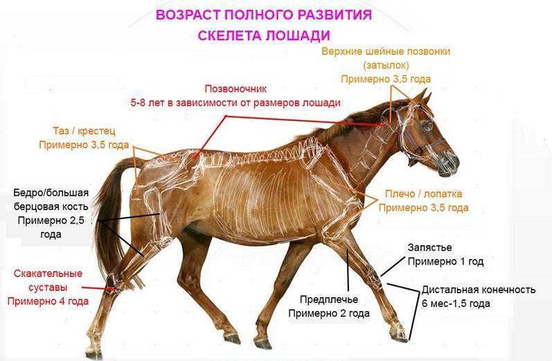Сколько живут лошади? научно доказанная длительность жизни