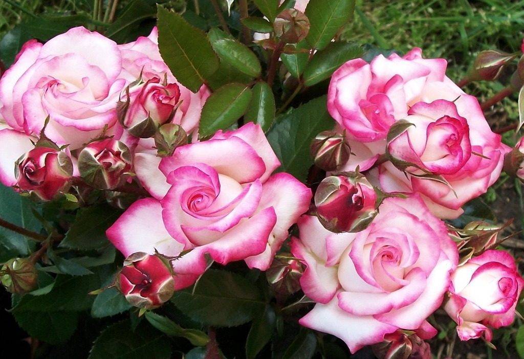 Уход за розами осенью – пять шагов к пышному цветению весной