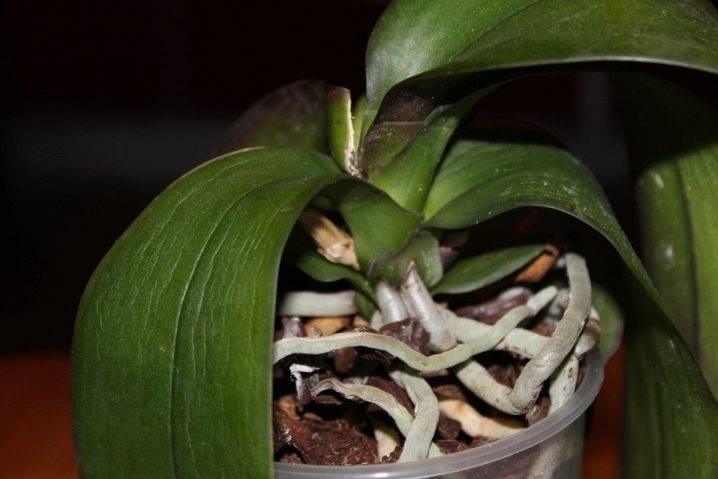 Почему у орхидеи стали мягкими листья: определяем причину и варианты помощи цветку