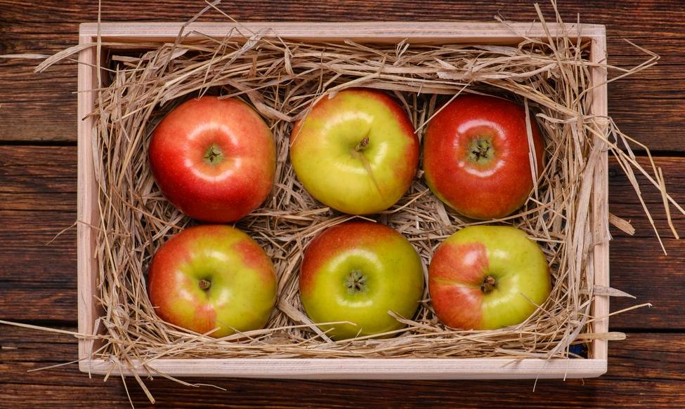 Какие достоинства у осенней яблоньки жигулевское