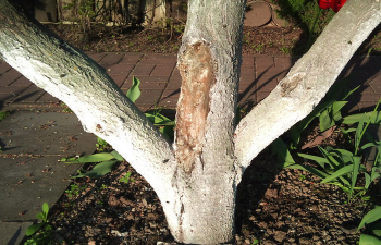Как засушить и уничтожить дерево на корню незаметно