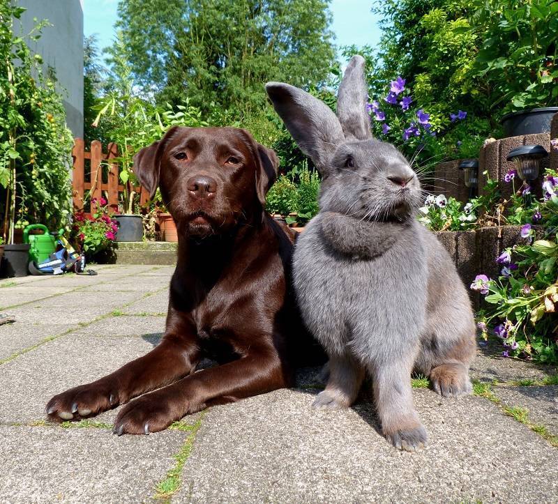 Кролики фландр (бельгийский великан): описание, содержание, фото