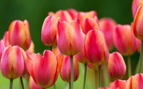 Отцвели тюльпаны? как сохранить их до следующего цветения?