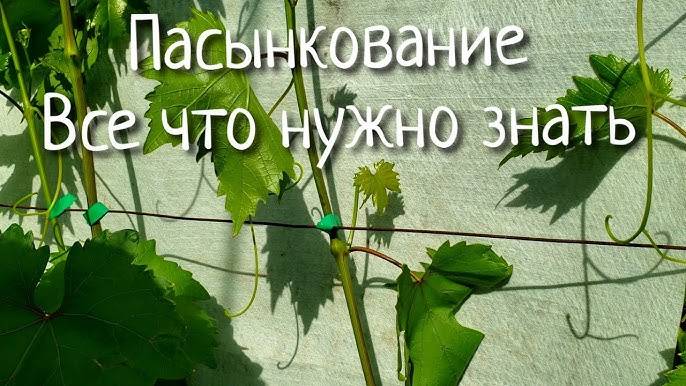 Как пасынковать виноград: когда правильно прищипывать весной и летом
