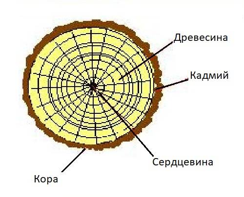 Как и когда правильно открывать молодые яблони после зимовки