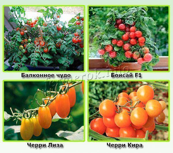 Некапризный томат черри саша f1: отзывы об урожайности, описание и характеристики сорта