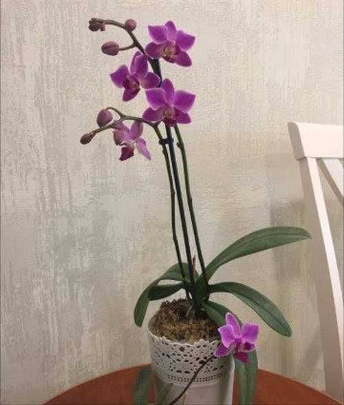 Орхидея фаленопсис: описание, содержание в домашних условиях