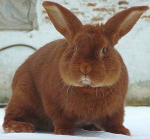 Декоративный кролик: описание породы, уход и содержание