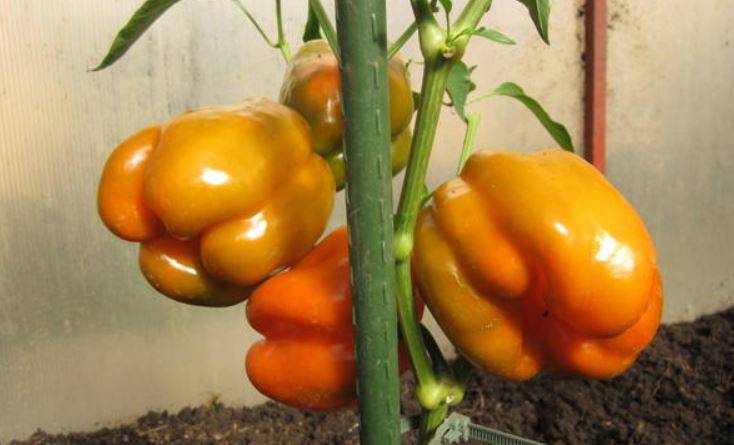 Перец оранжевое чудо: характеристика и описание сорта с фото, отзывы о семенах и урожае