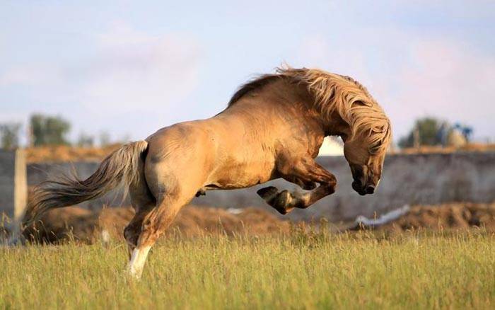 Характерные особенности каурой масти лошади