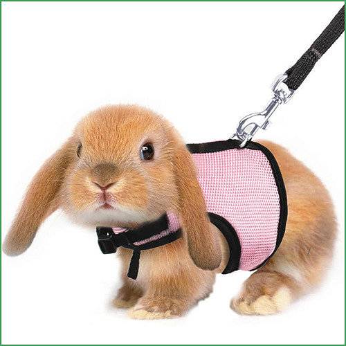 Шлейка — незаменимый аксессуар для прогулки кролика