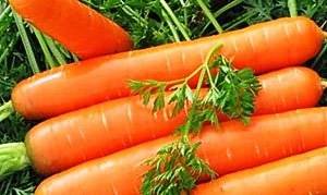 Подготовка семян моркови к посадке весной