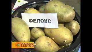 Из лучших сортов картофеля с большой урожайностью для регионов россии